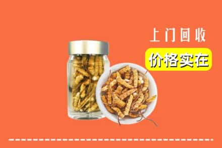 沿滩区回收散虫草